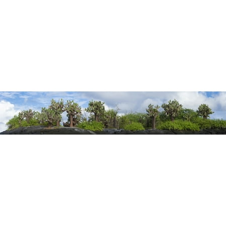 Giant Prickly Pear cactus plants in a forest Floreana Island Galapagos Islands Ecuador Canvas Art - Panoramic Images (27 x 9) Giant Prickly Pear cactus plants in a forest Floreana Island Galapagos Islands Ecuador Canvas Art - Panoramic Images (27 x 9)