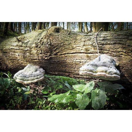 Canvas Print Moss Tree Log Nature Mushrooms Wood Forest Stretched Canvas 10 X 14