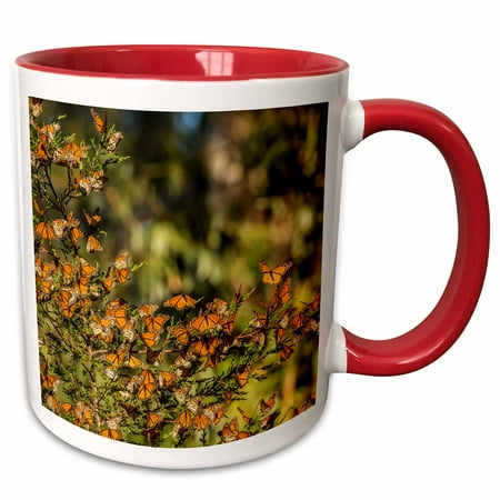 3dRose California Pismo Beach. Monarch butterflies clustering in winter sun. - Two Tone Red Mug 11-ounce
3dRose California Pismo Beach. Monarch butterflies clustering in winter sun. - Two Tone Red Mug 11-ounce