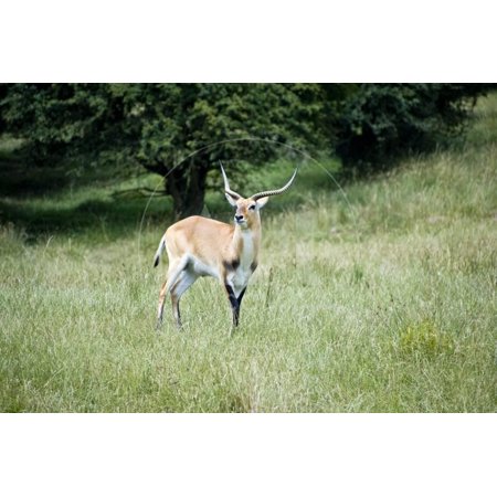 Black Buck Antelope Print Wall Art By Veneratio