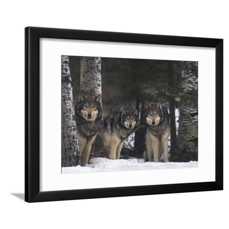 Gray Wolves in Forest Framed Print Wall Art By DLILLC