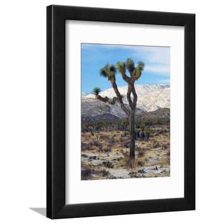 Joshua Trees in Winter, Joshua Tree National Park, California, USA Framed Print Wall Art By Michel Hersen