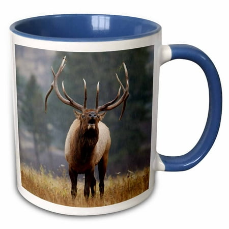 3dRose Bull Elk bugling Yellowstone NP Wyoming - US51 RNU0035 - Rolf Nussbaumer - Two Tone Blue Mug 11-ounce
3dRose Bull Elk bugling Yellowstone NP Wyoming - US51 RNU0035 - Rolf Nussbaumer - Two Tone Blue Mug 11-ounce