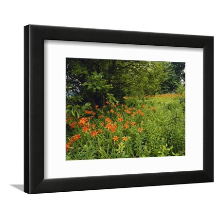Day Lilies Growing Along Edge of Woods, Louisville, Kentucky, USA Framed Print Wall Art By Adam Jones