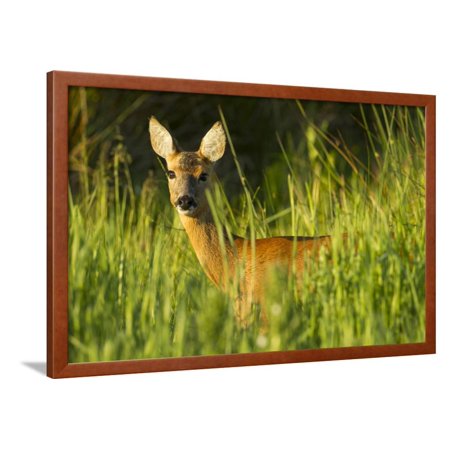 Portrait of a Roe Deer (Capreolus Capreolus) Doe in Rough Grassland in Summer, Scotland, UK, June Framed Print Wall Art By Mark Hamblin