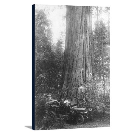 Calaveras County, California - Parked Car by Giant Redwood (12x18 Gallery Wrapped Stretched Canvas)