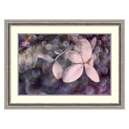 Amanti Art Purple Hydrangea Framed Print by Judy Stalus