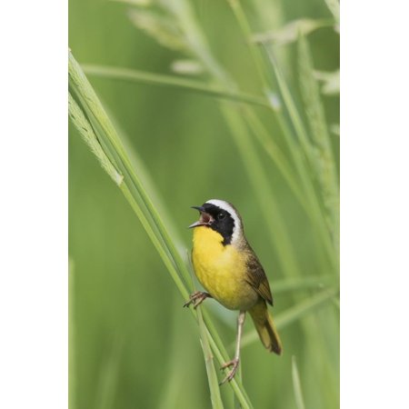 Common Yellowthroat Warbler singing Print Wall Art By Ken Archer