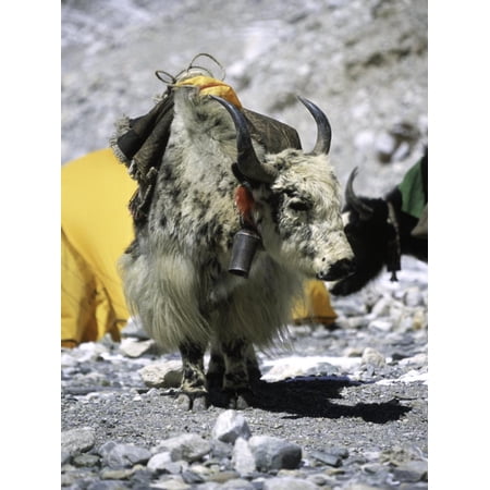 Yak in Tibet Print Wall Art By Michael Brown