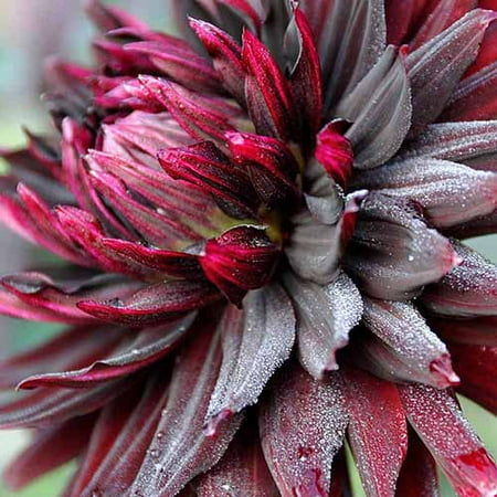 Bloomsz Dahlia Black Jack Flower Bulbs, 5pk