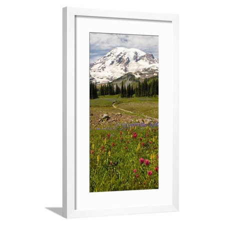 Alpine Wildflowers, Mt. Rainier National Park, Washington State, USA Framed Print Wall Art By Stuart Westmorland