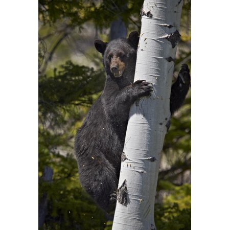 Black Bear (Ursus Americanus) Sow Climbing a Tree Print Wall Art By James