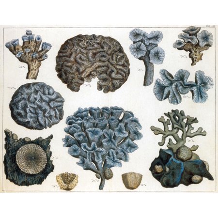 Corals Stretched Canvas - Science Source (24 x 18)
