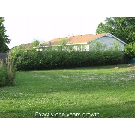 200 Hybrid Aussie Willow Tree Cuttings - Fastest Growing Tree in the World