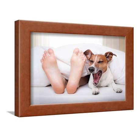 Sleeping Dog and Owner Framed Print Wall Art By Javier Brosch