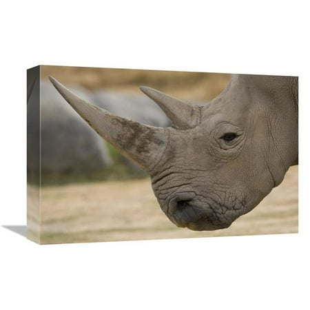 12 x 18 in. White Rhinoceros Portrait Showing Horns, Native to Africa Art Print - San Diego Zoo