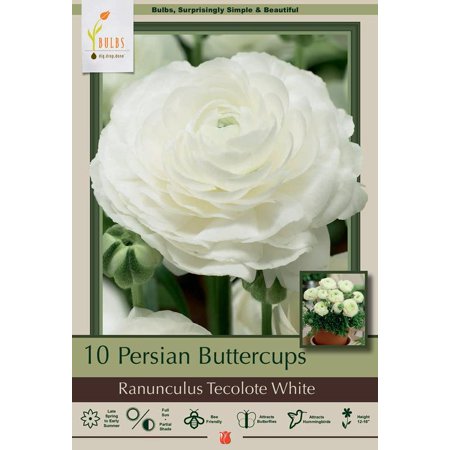 Magic White Persian Buttercup - Ranunculus - 10 Bulbs - 6/7 cm Bulbs