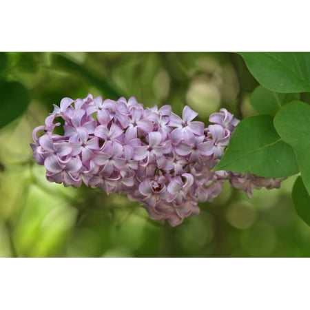 FRENCH LILAC SYRINGA VULGARIS extremly fragant 15 seeds