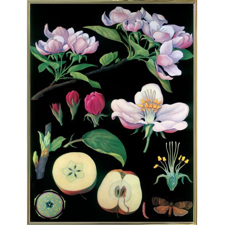 Apple Tree-VINAPP122888 Framed Print 24"x18" by Vintage Apple Collection in a Gold Metal Frame