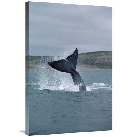 24 x 36 in. Southern Right Whale Tail Lob, Peninsula Valdez, Argentina Art Print - Flip Nicklin