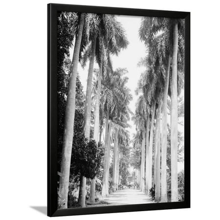 Avenue of Palms, Havana Framed Print Wall Art