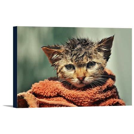 Wet Cat Wrapped in Towel - Lantern Press Photography (36x24 Gallery Wrapped Stretched Canvas)
Wet Cat Wrapped in Towel - Lantern Press Photography (36x24 Gallery Wrapped Stretched Canvas)
