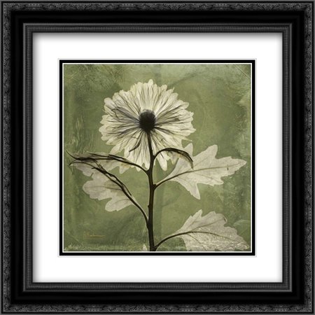 Chrysanthemum 2x Matted 20x20 Black Ornate Framed Art Print by Koetsier, Albert