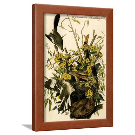 Common Mockingbird Framed Print Wall Art By John James Audubon