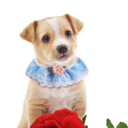 Pet Lace Scarf For Small Pet Cat Dogs Collar Cute Style Pendant Jewelry Pet Collars Sky Blue L
Pet Lace Scarf For Small Pet Cat Dogs Collar Cute Style Pendant Jewelry Pet Collars Sky Blue L