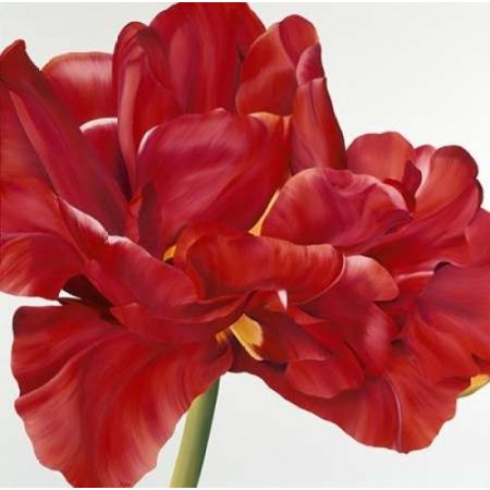 Colourful Floral II Rolled Canvas Art - Yvonne Poelstra-Holzhaus (12 x 12)