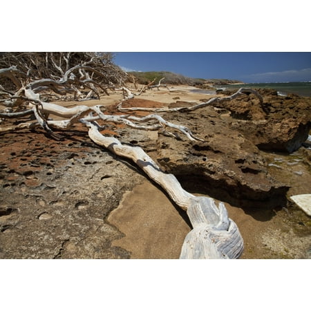 Hawaii Lanai Shipwreck Beach Kaiolohia Driftwood on Beach Canvas Art - Jenna Szerlag Design Pics (19 x 12)