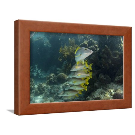 Schoolmaster, Half Moon Caye, Lighthouse Reef, Atoll, Belize Framed Print Wall Art By Pete Oxford