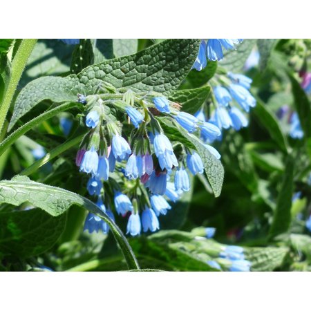 Canvas Print Symphytum Asperum Blue Rough Comfrey Flower Stretched Canvas 10 x 14