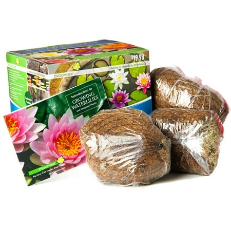 Bloomsz Nymphaea Water Plant Assortment, Root / Flower Bulb, 3pk