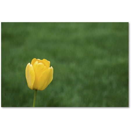 Trademark Fine Art "A Lone Yellow Tulip 2" Canvas Art by Kurt Shaffer