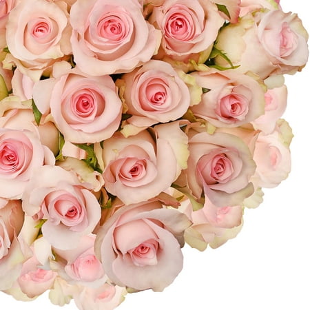 Fresh Cut Light Pink Roses, 20, Pack of 100 by InBloom Group