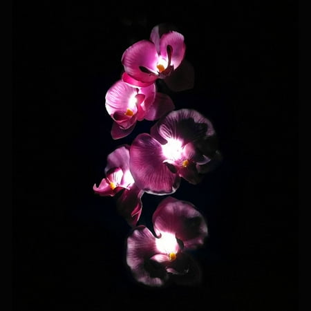 Tangnade Kitchen Utensils and Decorations 5 Head Solar LED Decorative Outdoor Lawn Lamp 5 Head Of Solar Butterfly Orchid
Tangnade Kitchen Utensils and Decorations 5 Head Solar LED Decorative Outdoor Lawn Lamp 5 Head Of Solar Butterfly Orchid