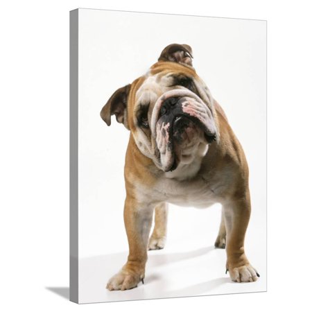 Bulldog Stretched Canvas Print Wall Art