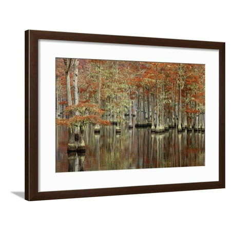 USA, Georgia, Cypress Swamp with Fall Reflections Framed Print Wall Art By Joanne Wells