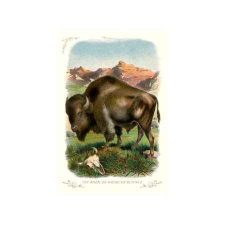 Bison, Or American Buffalo Print (Unframed Paper Print 20x30)