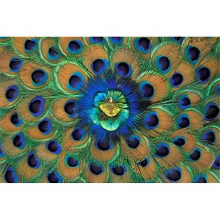 Peacock Decor India Poster Print by David R. Frazier, 12 x 17