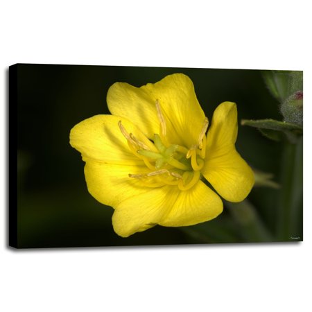 GS36_7536_1137-GORSEM136395 Print 12"x17.25" by Gordon Semmens in a Canvas Stretched on 3/4" Bars