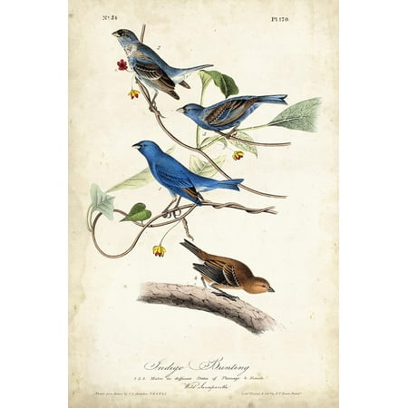 Indigo Bunting Print Wall Art By John James Audubon