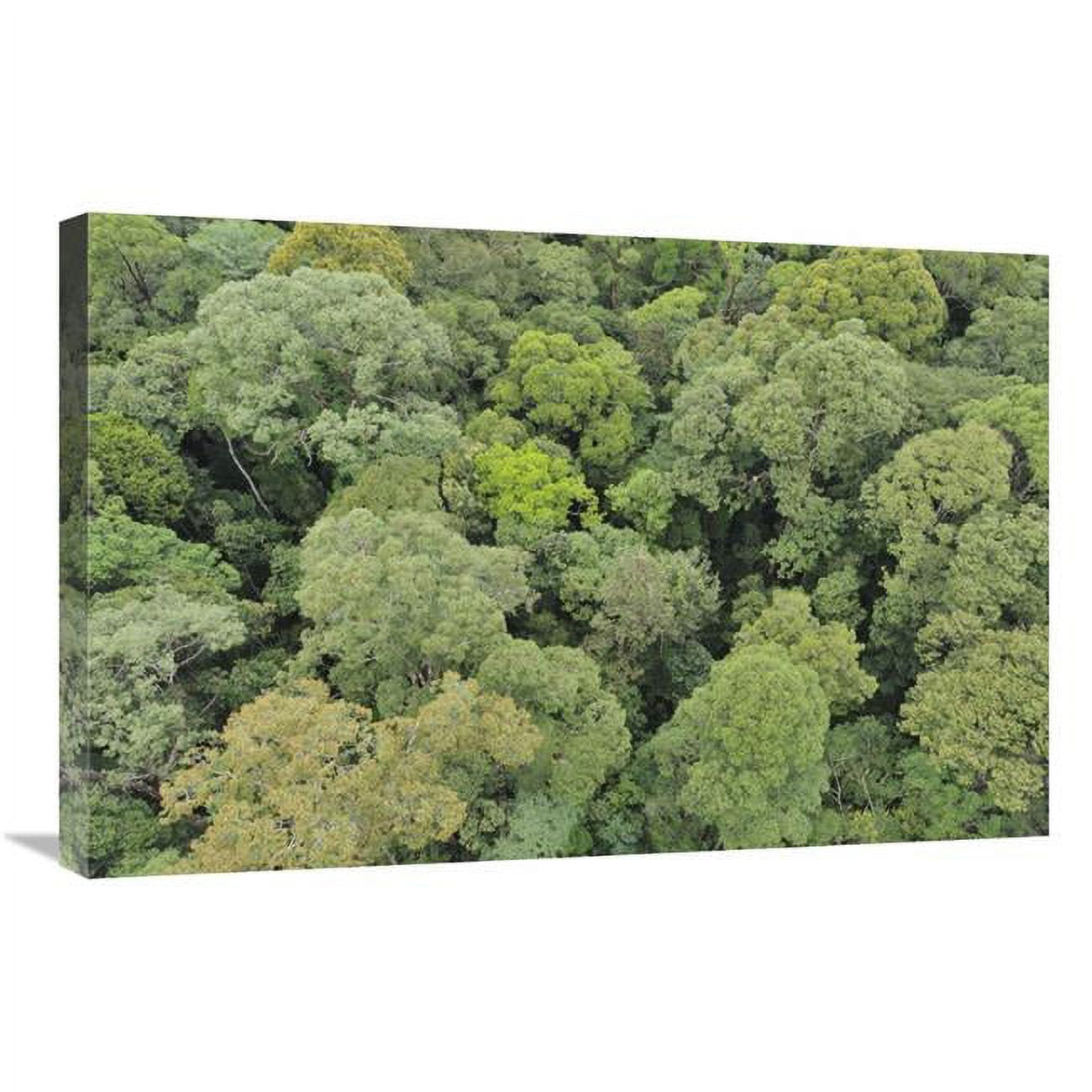 20 X 30 In Canopy Of Lowland Mixed Dipterocarp Forest Lambir Hills