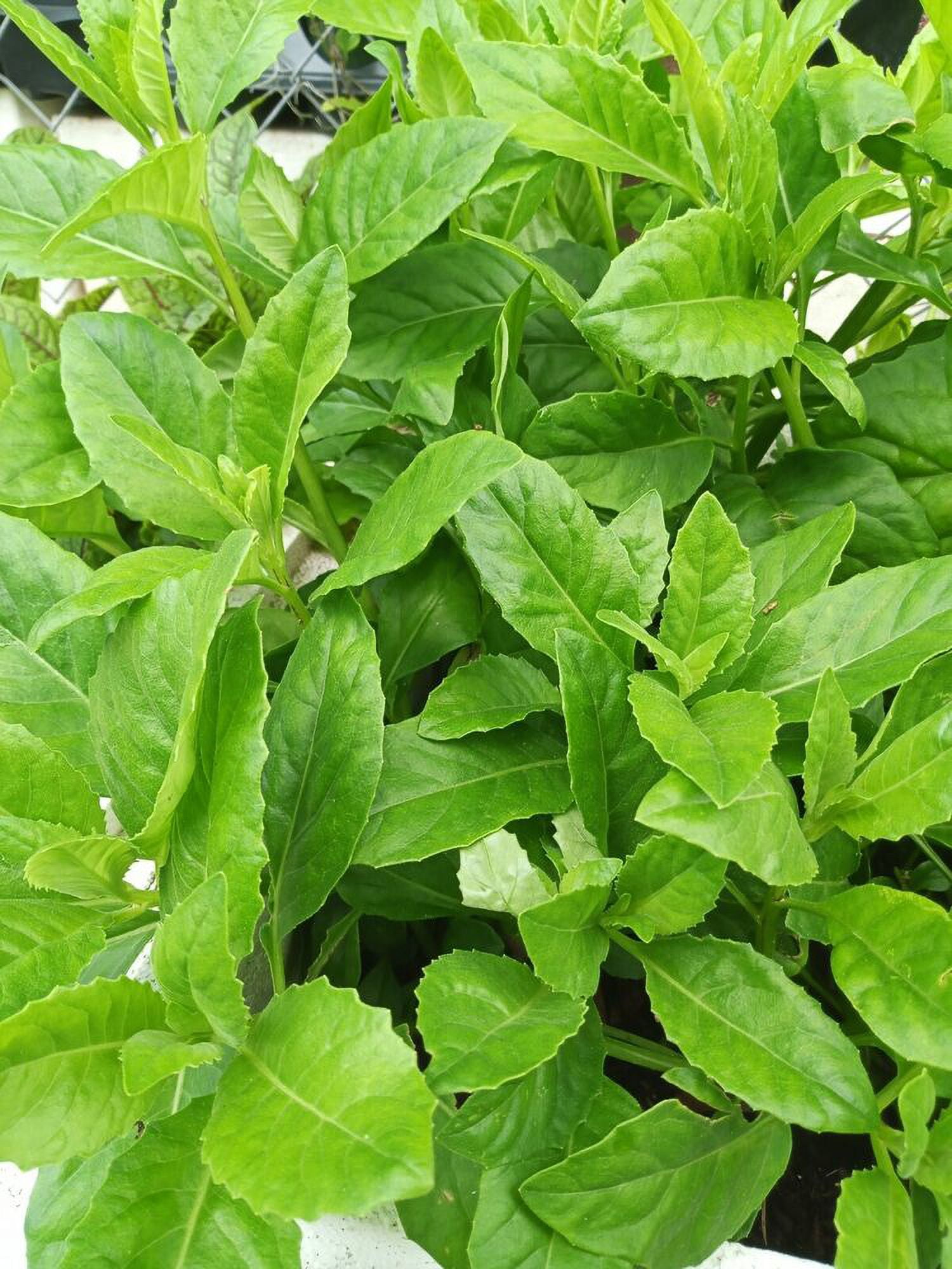 4 Rooted Longevity Spinach Live Plants Gynura Procumbens Green Organic