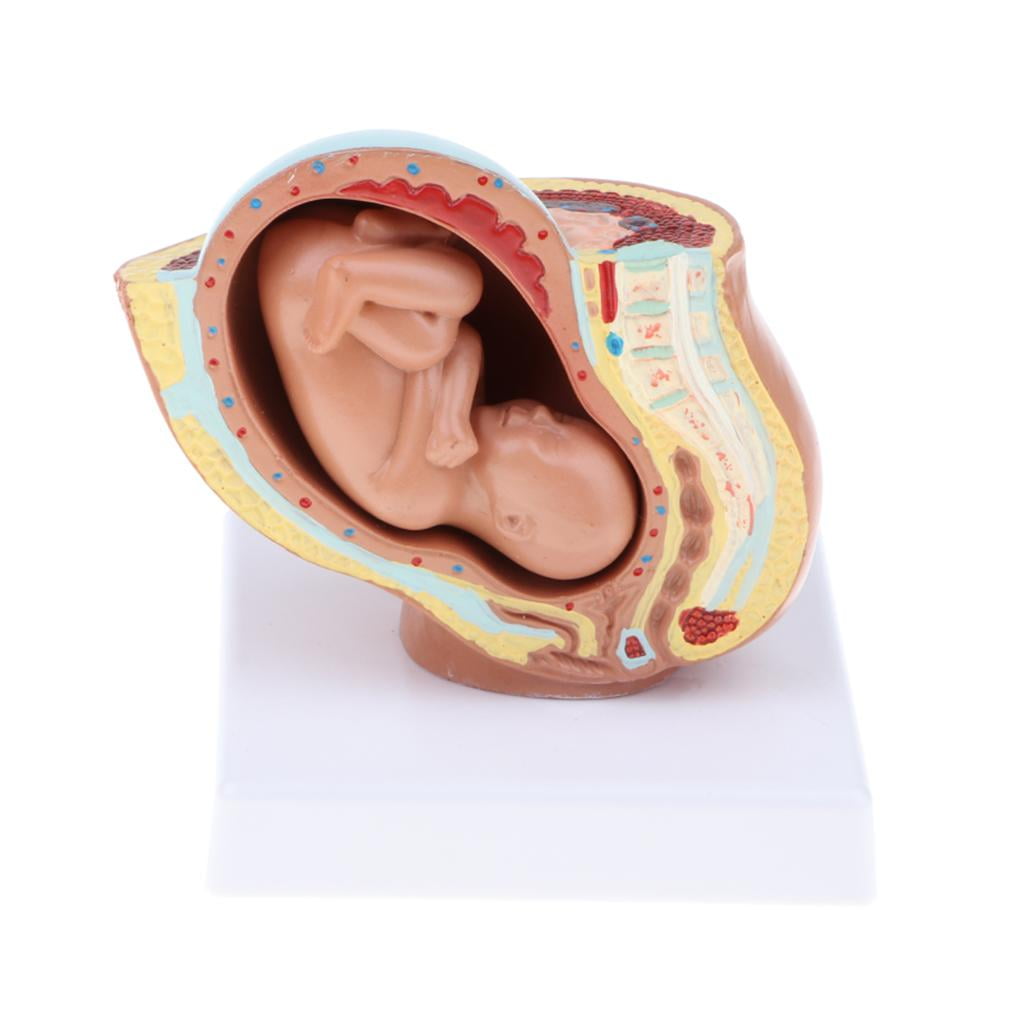 9th Month 1 1 Human Fetus Embryonic Development Model Walmart