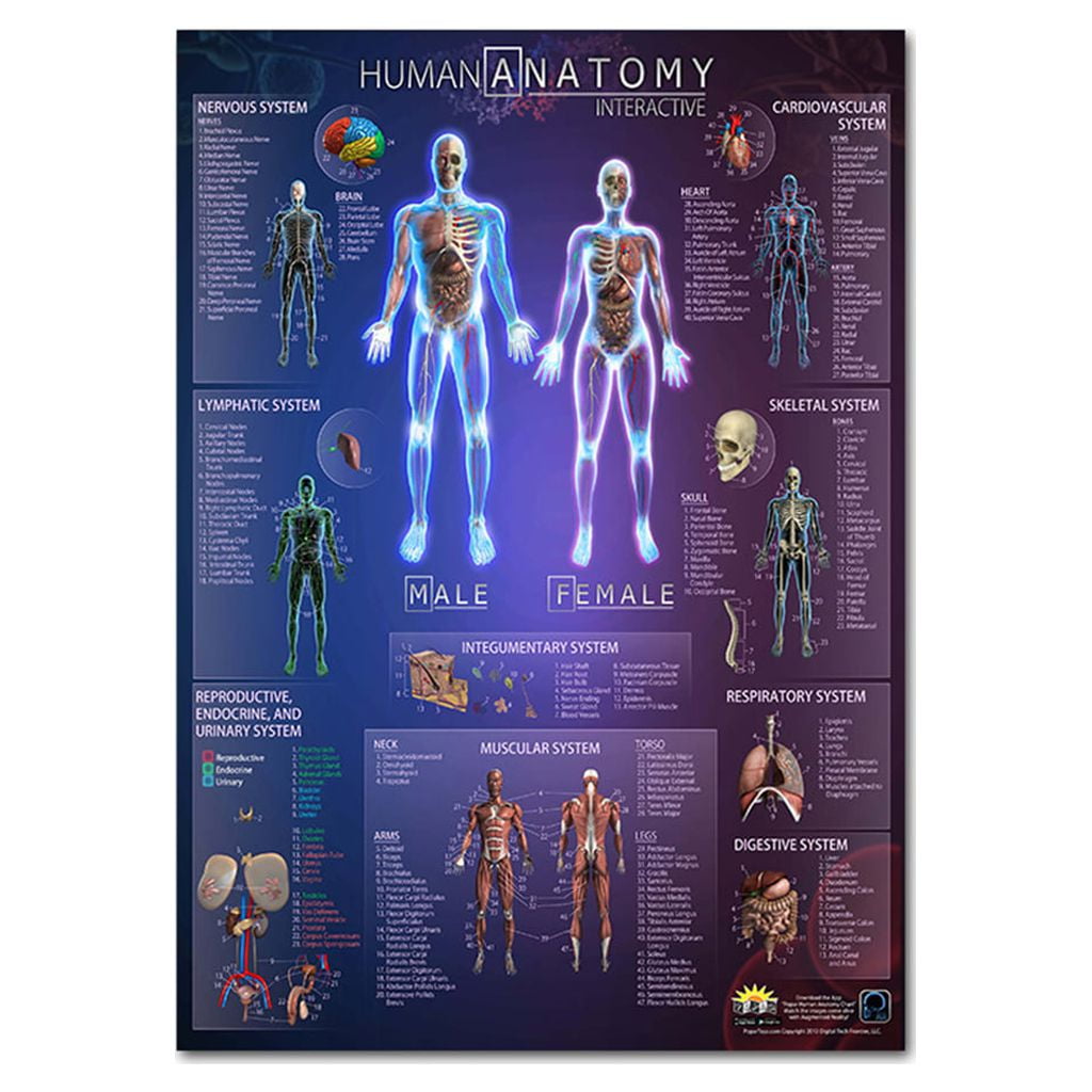 Anatomical Poster Set Laminated Muscular Skeletal Digestive