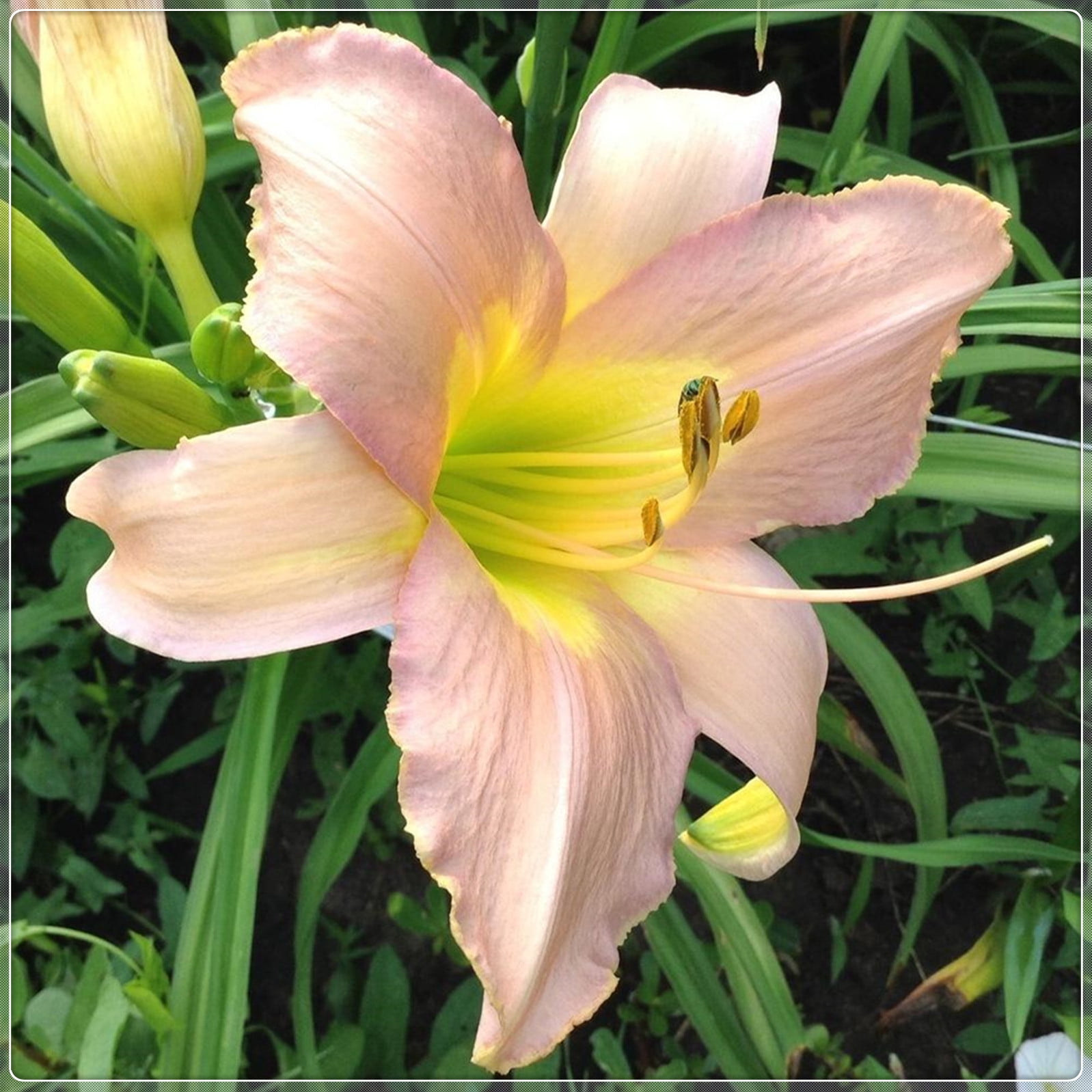 Daylily Bulbs Wild Daylilies Perennial Bulbs Daylilies Cut Flower