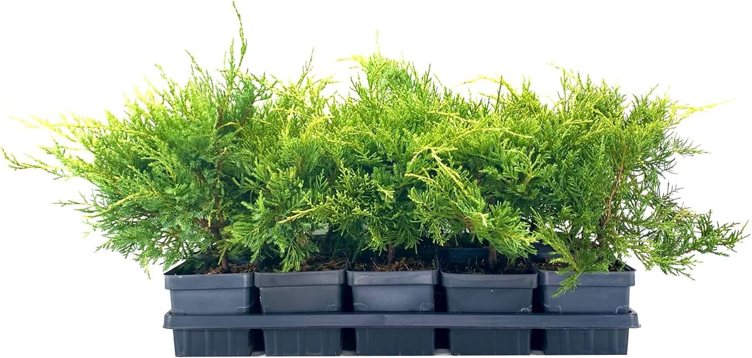 Gold Star Juniper 5 Live 4 Inch Pots Juniperus Chinensis Drought