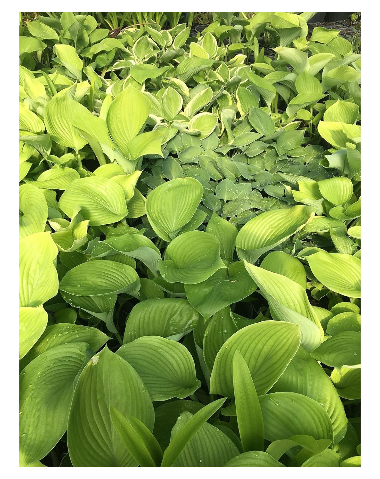 Hosta Mixed 6 Perennial Bare Roots Walmart